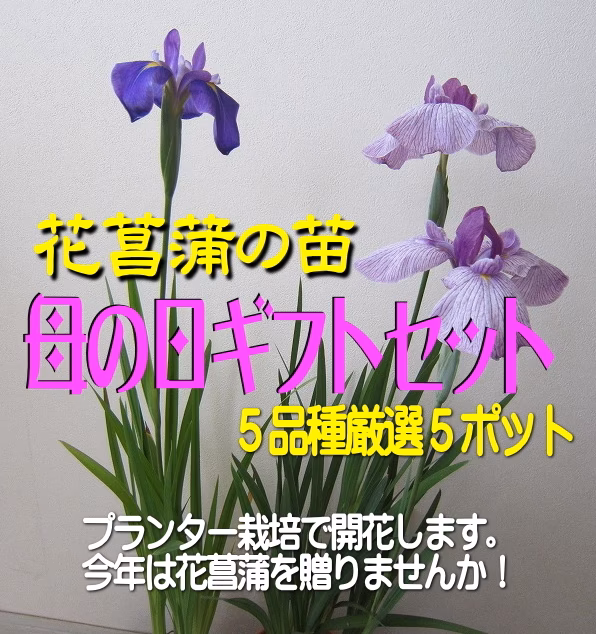 【母の日ギフト】花菖蒲の苗(厳選５品種5ポット)母の日カード付