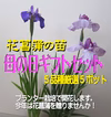 【母の日ギフト】花菖蒲の苗(厳選５品種5ポット)母の日カード付