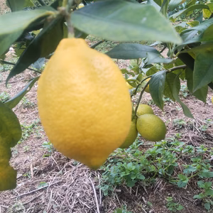 皮まで安心広島県産綺麗なレモン  良品 5kg 　即日発送可能