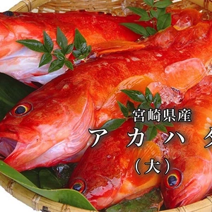 【送料無料】食べ応え抜群！高級魚アカハタ（大）