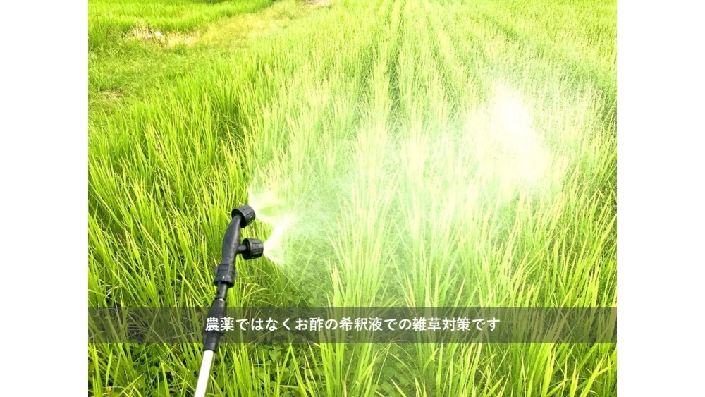 【精米・玄米・五分精米】『てまひま米』こしひかり　精米5kg