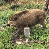 山の中の田舎モン