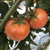 濃厚！たくろー君家のトマト