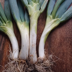 ♪下仁田ネギ♪鍋の定番【農薬不使用】トロトロで甘い ネギ！！          