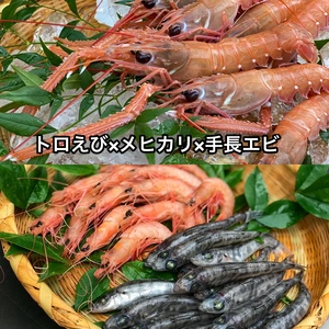 私の好きなトロえび✖️メヒカリ✖️手長エビ達