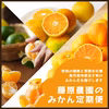 みかんのサブスク｜定期便（頒布会）始めました。毎月旬のカンキツを産地直送でお届け
