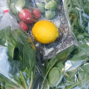 【期間限定】春菊メインの春のサラダセット（農薬は使用しておりません）