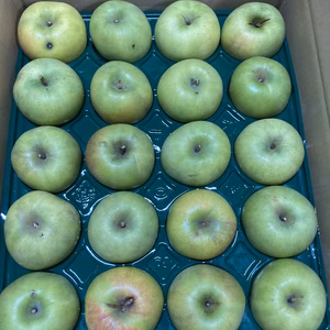 幻のりんご青林　訳あり家庭用5キロ18-28