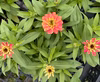 ジニアダブルザハラ晩秋まで開花★真夏も元気なお花9センチ苗5苗から