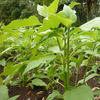 煎じる！菊芋茶（キクイモ茶）【農薬・化学肥料不使用】