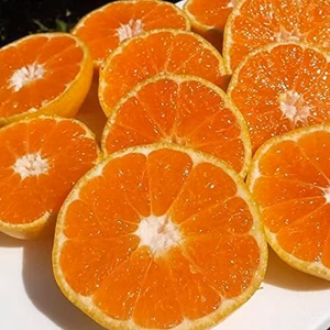 【限定タイムセール×送料無料中！】ベビーみかん 小粒4.5cm前後！和歌山有田産