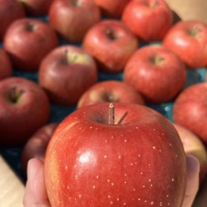 小傷 極小玉サンふじ 5キロ箱 23～25玉 長野県産