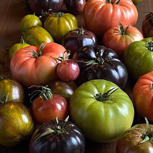 渥美半島石井農園・THE TOMATO EVOLUTION