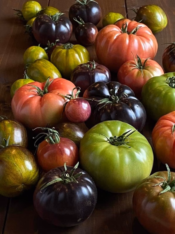 渥美半島石井農園・THE TOMATO EVOLUTION