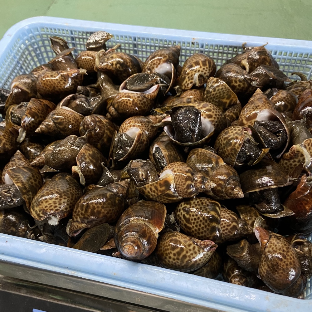 新鮮とれたて 黒バイ貝 生きたまま発送します 5 14以降の発送となります 農家漁師から産地直送の通販 ポケットマルシェ