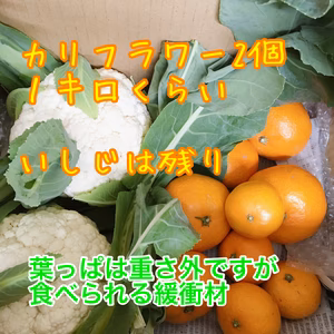 13日収穫1漁師のお野菜福箱！もぎたてカリフラワーと不ぞろいいしじみかん2キロ~