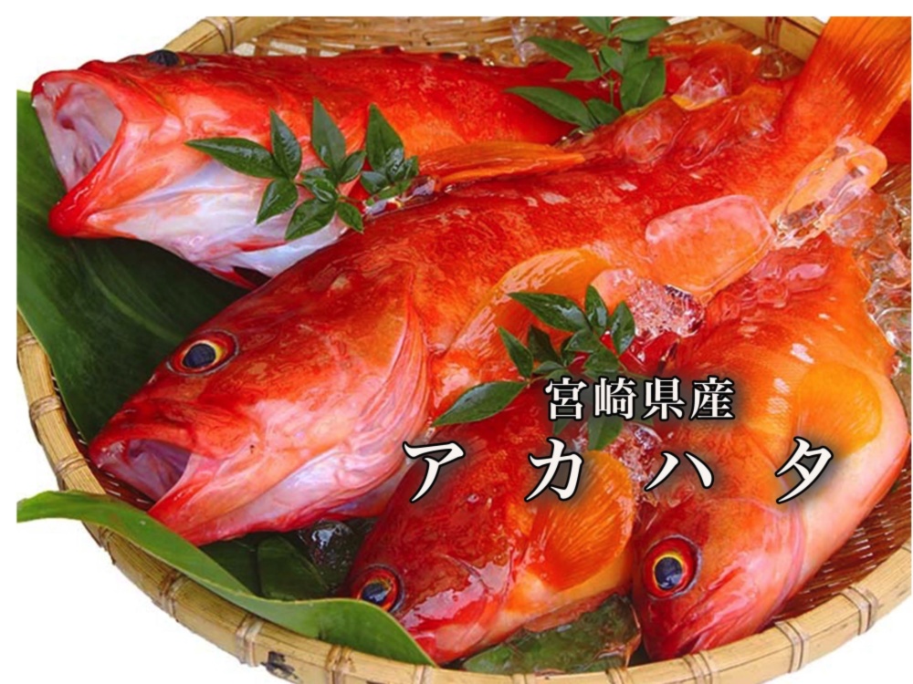 送料無料 あっさり上品な味わいの高級魚アカハタ ２kg 農家漁師から産地直送の通販 ポケットマルシェ