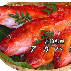 【送料無料】あっさり上品な味わいの高級魚アカハタ（２kg）