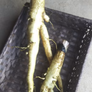 カイト様専用 農薬不使用 香る根菜 大浦太ごぼう