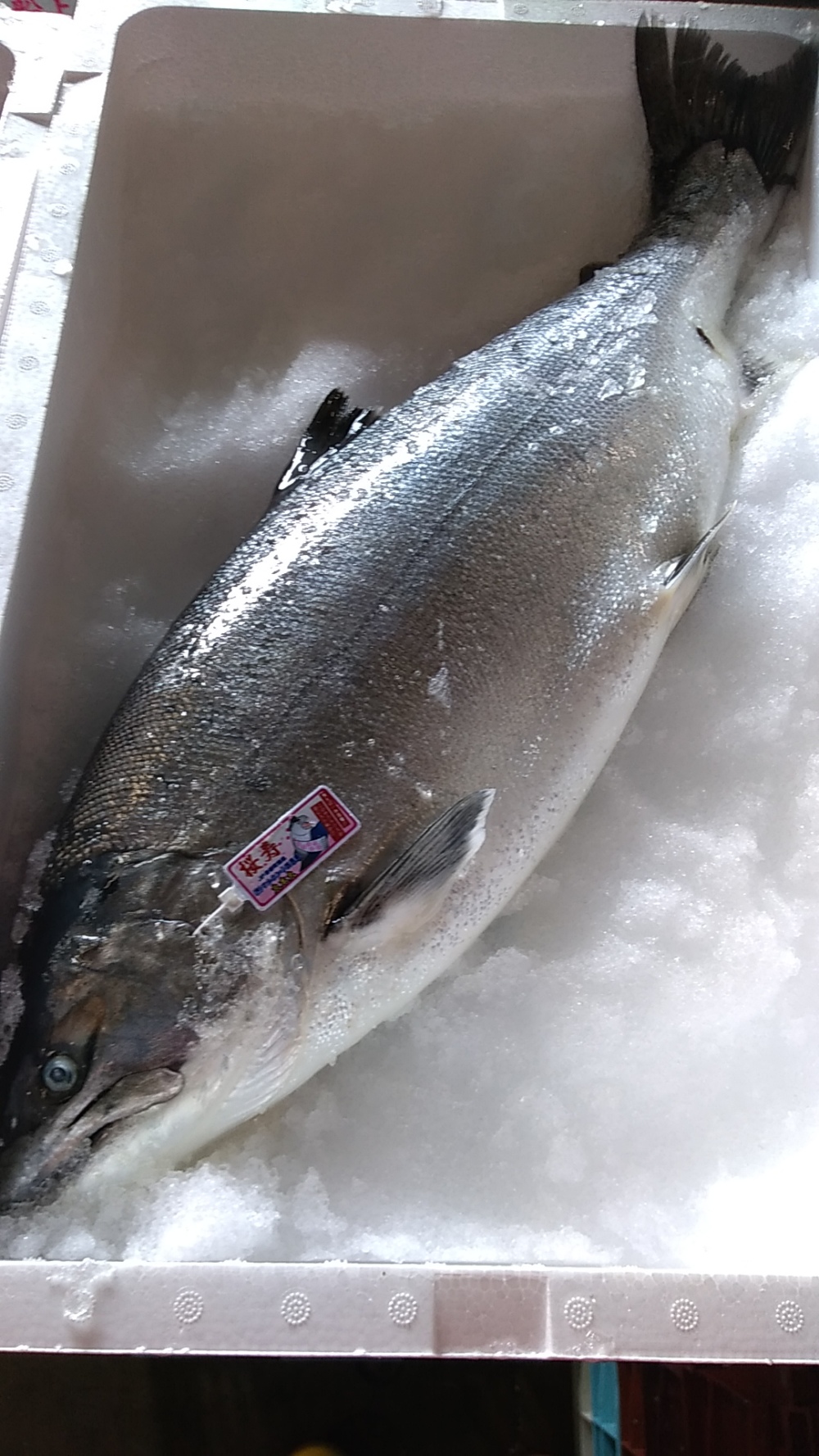 限定注意 幻の魚4kg以上 匠の活〆 サクラマス 農家漁師から産地直送の通販 ポケットマルシェ