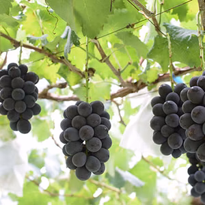 【大人気】品評会受賞者が送る種無し巨峰