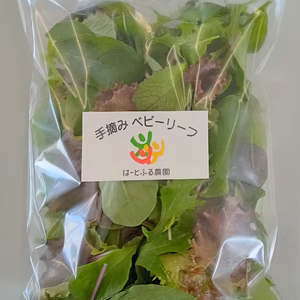 たっぷり200g【朝採り手摘み】ミックスベビーリーフ