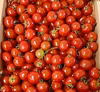 お中元用　夏ギフト　農薬完全不使用高糖度ミニトマト 70～80玉【熨斗対応】