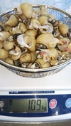 鼠ヶ関港より味噌汁、煮付けにも最適な深海性バイ貝(ツバイ)