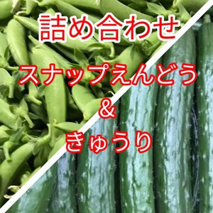 【スナップえんどう】と【きゅうり】詰め合わせ