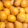 【農薬不使用】無農薬有田みかん『関東・甲信越・九州』地域向け