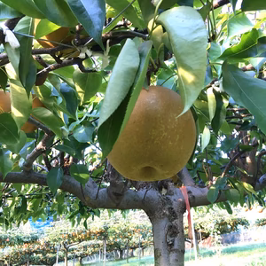 【福袋2026】新雪梨orあたご梨+白ネギカット＋白菜カットオマケ付冷蔵便