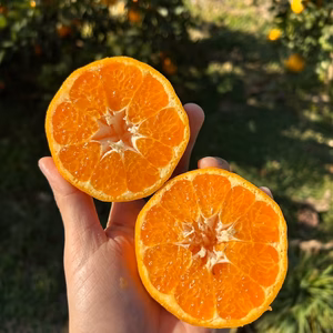 春よこい♪早春の完熟果実「はるみ」ご家庭用