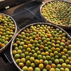 自然栽培で育んだ、青中梅の極上の味！サイズ混合　 梅干し　梅ジュース