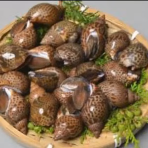 黒バイ貝 ‼️大中小ミックス  1kg 