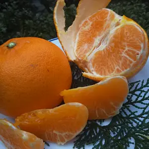 ''せとか"〜酸味と甘み溢れる柑橘界の大トロ〜