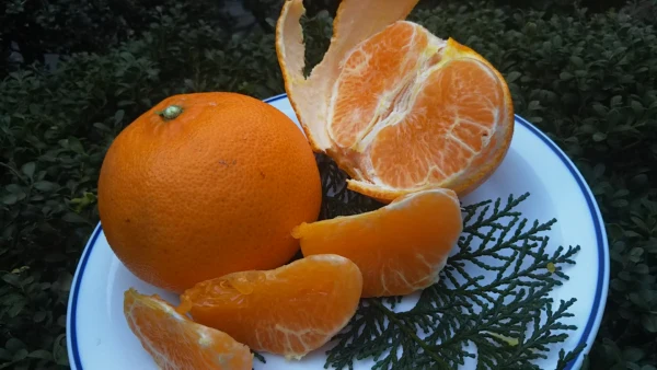 酸味と甘み溢れる柑橘界の大トロ 「せとか」