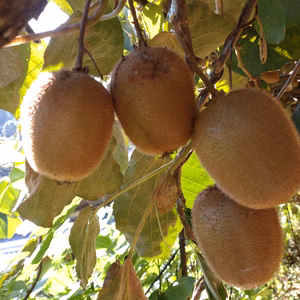【お試し価格】【訳あり】ビタミンたっぷり‼️グリーンキウイ　2kg（箱込み)