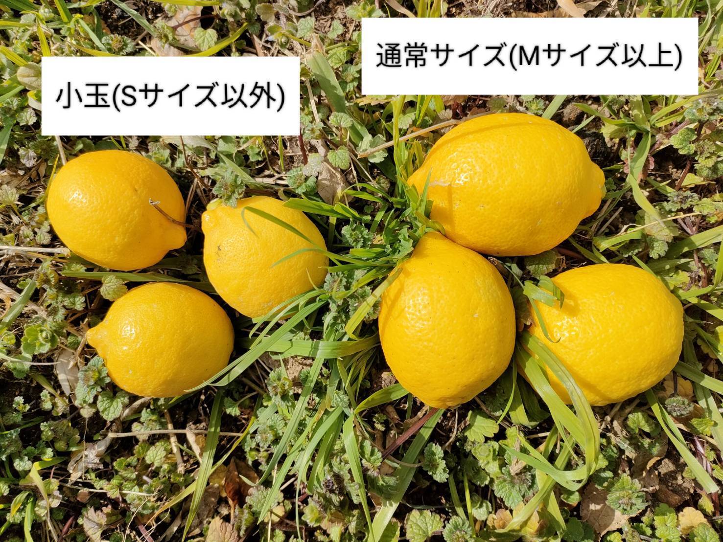 瀬戸田レモン 小玉果 5kg箱 - 果物