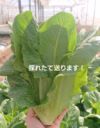 ★鮮度が命★ロメインレタス＆きゅうりセット