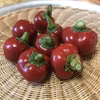 チェリーペッパー（甘口唐辛子）