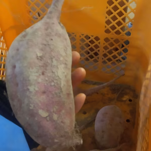 さつまいも　安納芋　自然栽培　無肥料無農薬