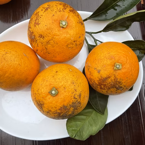   ブラッドオレンジ(タロッコ)Ｂ級キズ無農薬　除草剤不使用　家庭用　わけあり