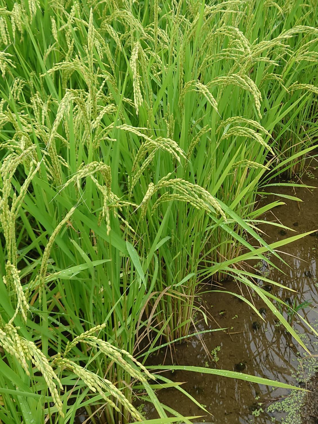 産地直送【玄米30kg】令和7年度宮城県産ひとめぼれ『環境保全米