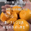 有田みかん　みかん　 　10キロ  訳あり　中身は美味　果皮に斑点、傷