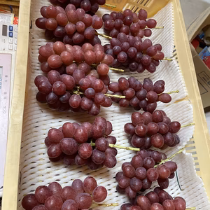 【長野県限定品種】クイーンルージュ　850g(3-4房)