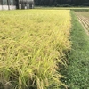 健康プロトン米 (玄米、白米)自然栽培プラスα