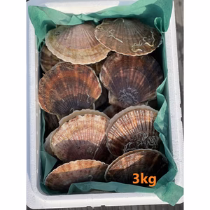 噴火湾産　天然ホタテ　
