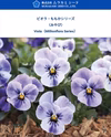 ももかシリーズ★可憐な花色★みやび・９センチポット苗