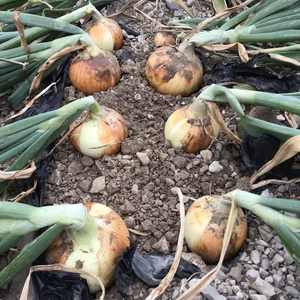 愛知県産　早生玉ねぎ