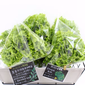 オテリー(レタス)